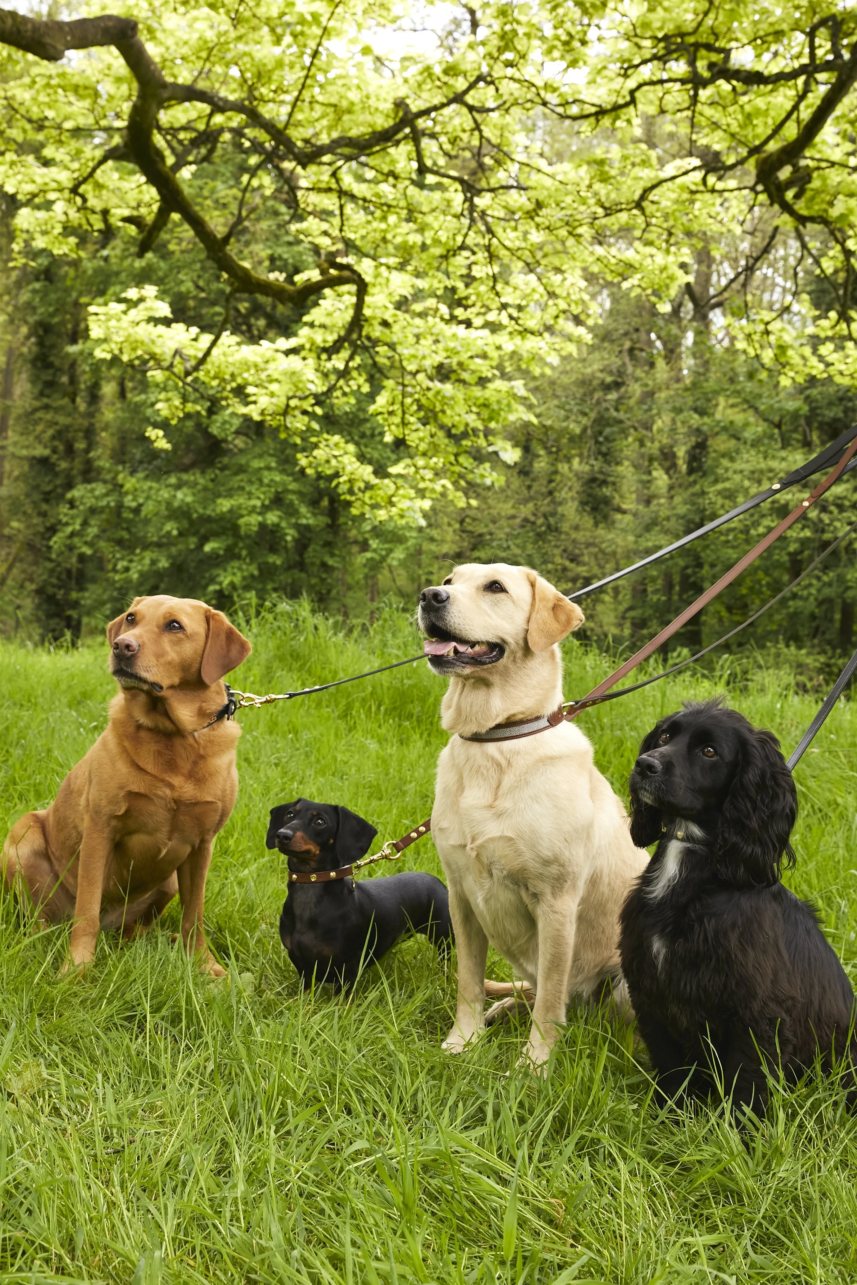 HC Slim Dog Lead (Black)