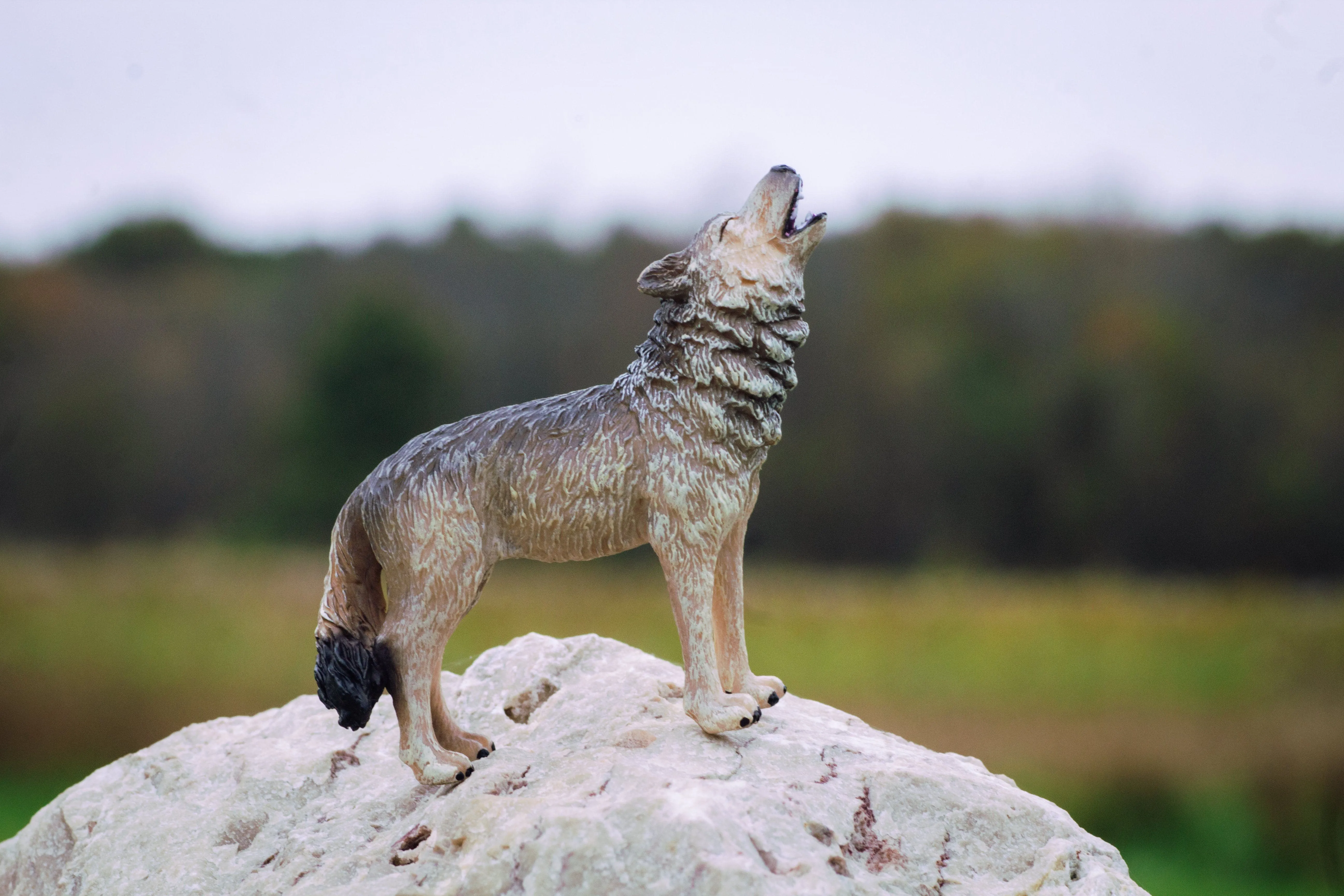 Timber Wolf Howling